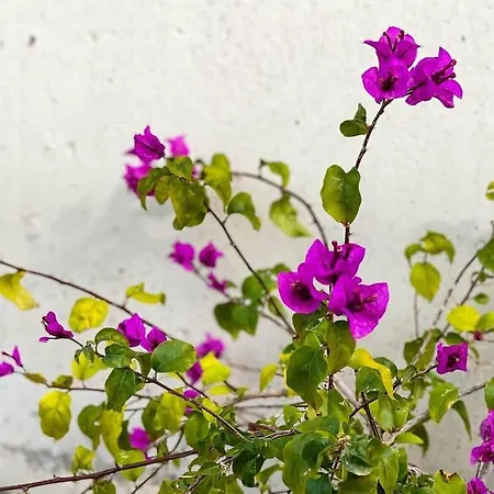 Casa La Mar. Relax Y Bonitas Vistas Cala Palmeretes El Campello